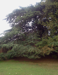 Cedars
